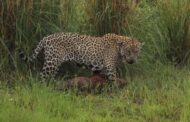Esquerdistas ‘cancelam’ onça-pintada por caçar capivara no Pantanal, e biólogo dispara: “Perderam a noção da vida na natureza”