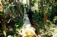 Amazônia Legal tem recorde de alerta de desmate para junho, aponta Inpe