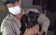 Oito cachorros em situação de maus-tratos são resgatados de apartamento em Maceió