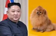 Cachorros são proibidos na Coreia do Norte? Entenda!