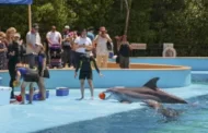 Morte de golfinhos nos EUA reabre debate sobre exploração dos animais