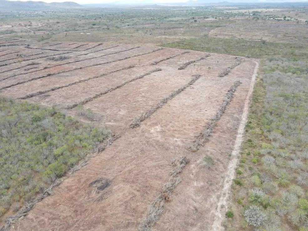 Alagoas tem área de caatinga desmatada equivalente a 700 campos de futebol