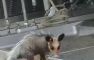 Gambá é filmado comendo parte de corpo no IML do Rio; VEJA VÍDEO
