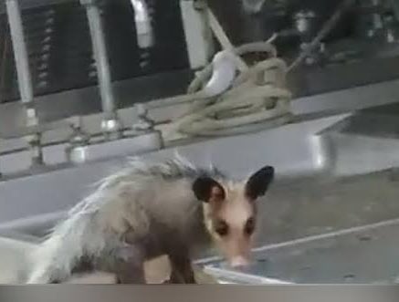 Gambá é filmado comendo parte de corpo no IML do Rio; VEJA VÍDEO