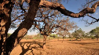 Desmatamento no Cerrado aumenta quase 20% em 2022, segundo relatório de instituto