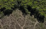 Atividade humana degradou mais de um terço da Floresta Amazônica restante, aponta estudo