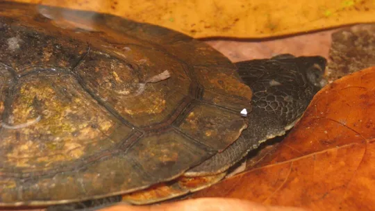 Conheça a nova espécie de tartaruga, encontrada no sudeste do Pará