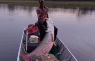 Como o maior peixe da Amazônia foi parar nos rios do interior de São Paulo