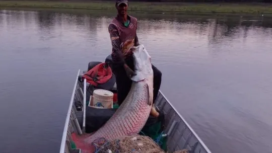 Como o maior peixe da Amazônia foi parar nos rios do interior de São Paulo