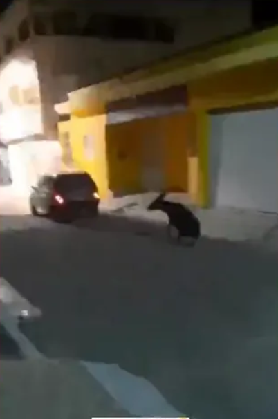 Motorista é flagrado puxando jumenta amarrada a carro em Pariconha, AL