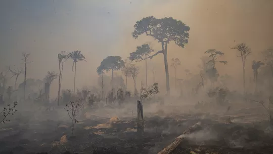 Área de florestas queimadas quase dobra em 1 ano, diz MapBiomas