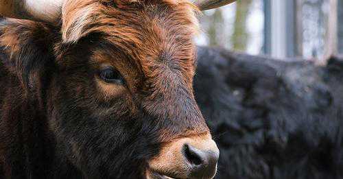 Após caso de “vaca louca” no Pará, empresas de frigoríficos perdem R$ 3 bilhões em valor de mercado