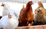 Gripe aviária: por que ela é perigosa aos animais e como ficam os humanos