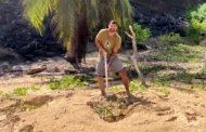 Começa temporada de reprodução das tartarugas em Fernando de Noronha