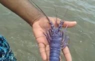 Rara lagosta azul é encontrada por pescador em Maragogi, litoral Norte de Alagoas