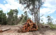 Meta de zerar desmatamento não é fácil, mas é factível, diz pesquisador do Inpe