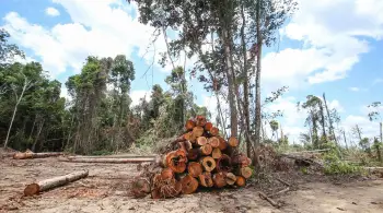 Meta de zerar desmatamento não é fácil, mas é factível, diz pesquisador do Inpe