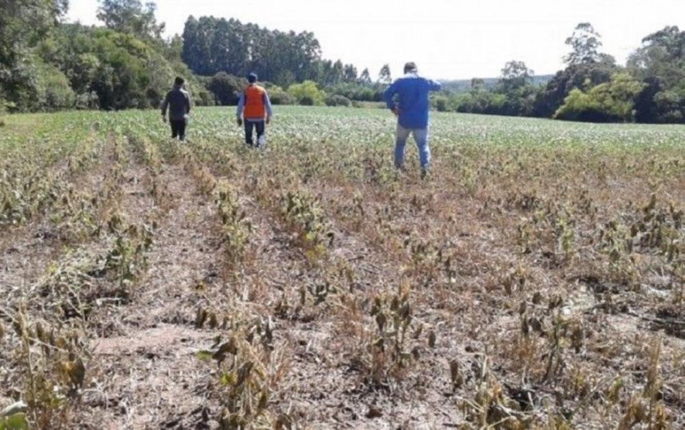 Defesa Civil Nacional decreta situação de emergência em 12 cidades do Rio Grande do Sul afetadas por estiagem