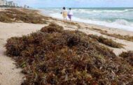 Bolha de algas marinhas com o dobro da largura dos EUA se dirige à Flórida