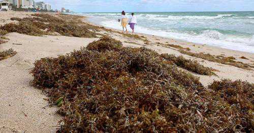 Bolha de algas marinhas com o dobro da largura dos EUA se dirige à Flórida