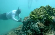 Resiliência climática: parceria do Airbnb com o WWF-Brasil pretende preservar os corais brasileiros