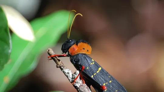 Biodiversidade vertical: pesquisadores fazem descobertas sobre insetos que habitam copa das árvores na Amazônia