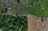 Amazônia Legal tem 356 km² sob alerta de desmatamento em março, aponta Inpe
