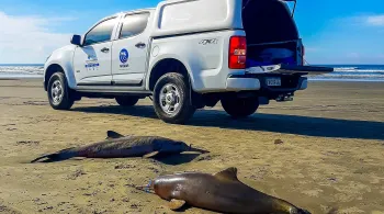 Golfinhos mortos no litoral de SP tinham lixo e material de pesca no estômago