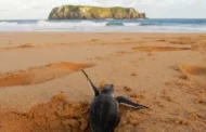 'Observadores da Natureza' começam a receber imagens da fauna de Fernando de Noronha; veja como contribuir