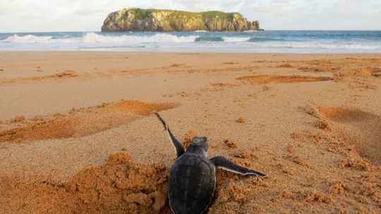 'Observadores da Natureza' começam a receber imagens da fauna de Fernando de Noronha; veja como contribuir