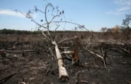 Colômbia estima queda de até 10% no desmatamento em 2022