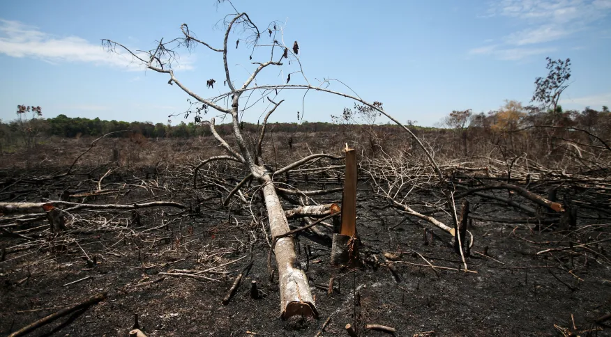 Colômbia estima queda de até 10% no desmatamento em 2022