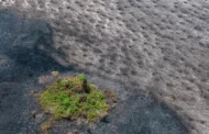 Focos de queimada na Amazônia em abril dobram em 1 ano