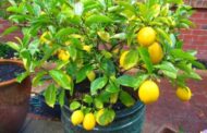 5 árvores frutíferas para plantar em seu quintal pequeno