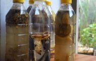 Aprenda usar água de banana em tuas plantas para florescerem bastante