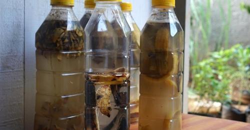 Aprenda usar água de banana em tuas plantas para florescerem bastante