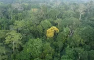 Amazônia vale sete vezes mais em pé, cerca de R$ 1,5 tri por ano, diz Banco Mundial