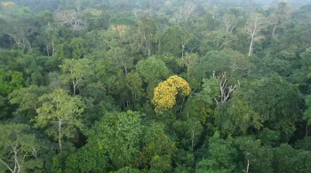 Amazônia vale sete vezes mais em pé, cerca de R$ 1,5 tri por ano, diz Banco Mundial