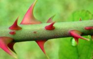 Como cultivar muda de rosas