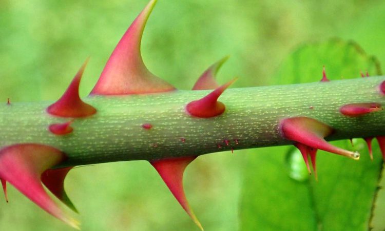 Como cultivar muda de rosas