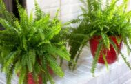 Como plantar samambaias, aprenda a maneira correta de cuidar