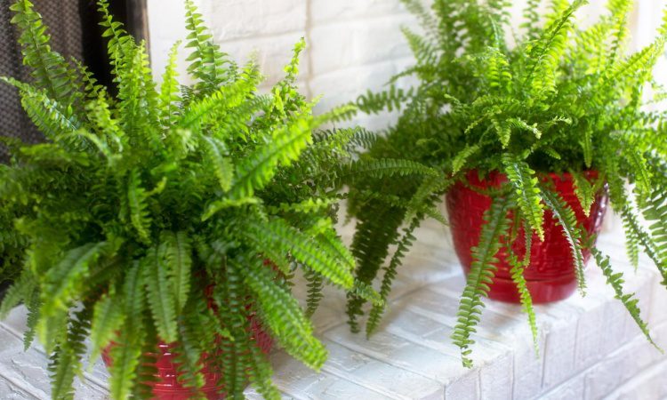 Como plantar samambaias, aprenda a maneira correta de cuidar