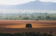 Desmatamento no Cerrado bate recorde entre janeiro e abril deste ano, aponta Inpe