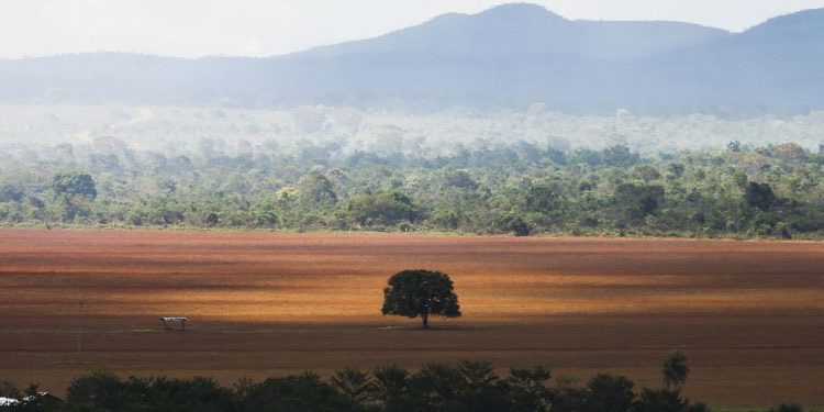 Desmatamento no Cerrado bate recorde entre janeiro e abril deste ano, aponta Inpe