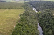 O colapso da Mata Atlântica: como o desmatamento afeta a vida de um ecossistema