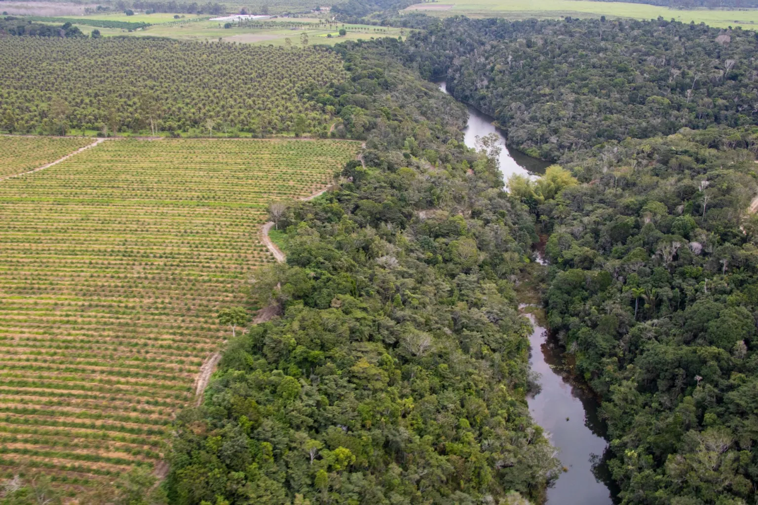 O colapso da Mata Atlântica: como o desmatamento afeta a vida de um ecossistema