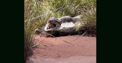 Pescador flagra sucuri gigante ‘regurgitando’ cobra à margem do rio em Rio Verde