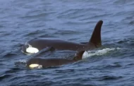 Orcas afundam barcos na Europa e podem estar ensinando outras a fazer o mesmo, diz site