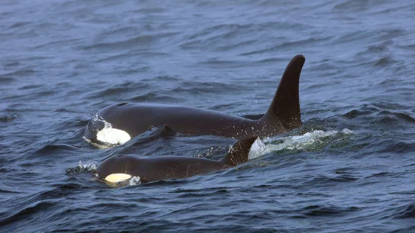 Orcas afundam barcos na Europa e podem estar ensinando outras a fazer o mesmo, diz site