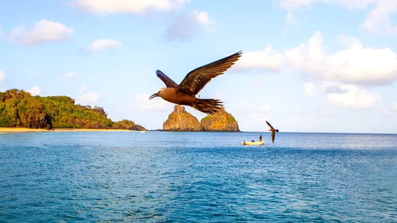 Semana do Meio Ambiente em Fernando de Noronha tem atrações gratuitas; confira programação